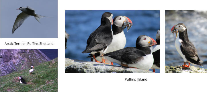 Arctic Tern en Puffins Shetland Puffins IJsland